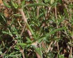 Erva-de-Santa Maria Bio, planta em vaso