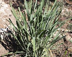 Erva-Príncipe Bio, molhos de 30g