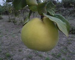 Marmelos Bio