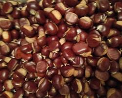 Castanha