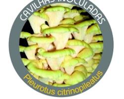 Cavilhas inoculadas de Cogumelo BIO Pleurotus citrinopileatus