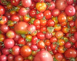 Tomates Biológicos