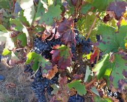 Uva de vinho (tinta) - colher na vinha Arruda dos Vinhos
