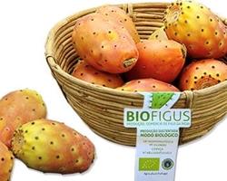 Figo da Índia Biológico - variedade Amarela/branca, laranja e roxa