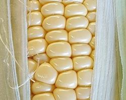 MAÇAROCAS DE MILHO BRANCO  FRESCO