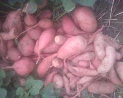 BATATA DOCE BIOLÓGICA