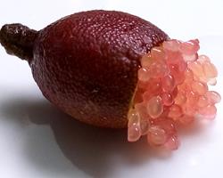 Limão Caviar ZERO PESTICIDAS