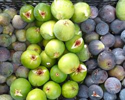 Figos ( Pingo de Mel | Preto | Roxo) Bio