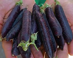 Ervilhas Vagem e de Quebrar Bio