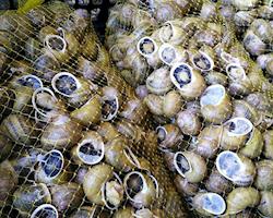 Caracóis (caracoletas) Vivos de categoria 2