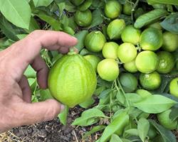 Bergamota (Citrus Brigamina)