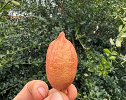 Limão Caviar Rosa