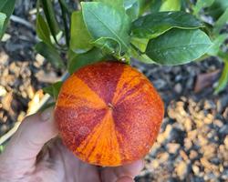 Laranja Arcobal
