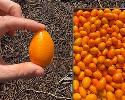 Kumquat