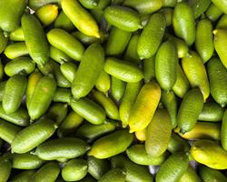 Limão Caviar Verde | Faustrime