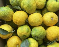 Yuzu
