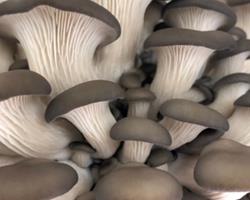 Pleurotus - Cogumelos BIO