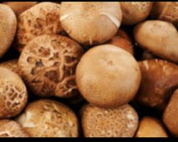 Shiitake - Cogumelos BIO