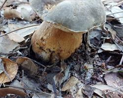 Cogumelos silvestres