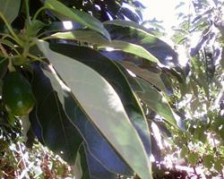 Abacateiros - planta