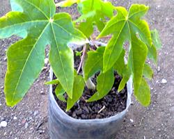 Planta da papaia