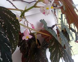 Planta begónia chuva de prata