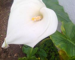 Plantas - Jarros ou copos de leite