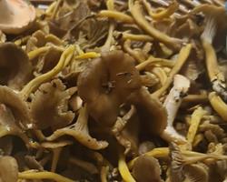 Cogumelos Silvestres Cratarellus tubaeformis