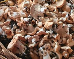Cogumelos Hydnum