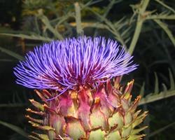Cardo do Coalho - Cynara Carduncullus