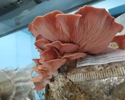 Pleurotus Djamor (cogumelos ostra rosa)