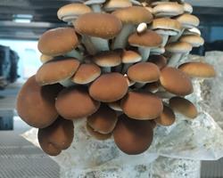 Cogumelos agrocybe (cogumelo-do-choupo)
