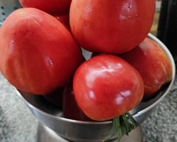 Tomate coração de boi