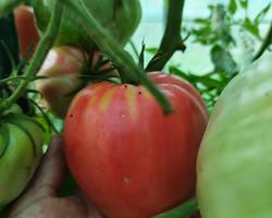 Tomate coração de boi