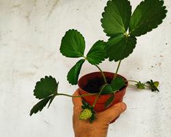 Morangueiros San Andreas