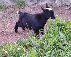 Cabras anãs machos