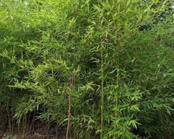 Bambu verde