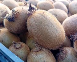 kiwi