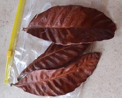 Folhas secas de nespereira