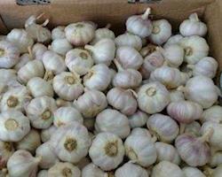 Alho Roxo Seco - Caixa de 6kg