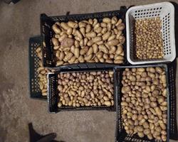 Batatas Novas