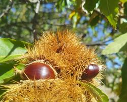 Castanha