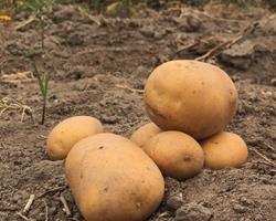Batata Branca