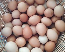 Ovos de galinhas criada ao ar livre