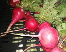 Rabanetes