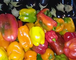 Pimentos cores variadas