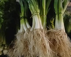 Alho Francês (molho)