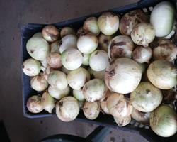 Cebola
