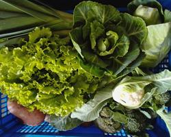 Cabaz de aromáticas e hortícolas