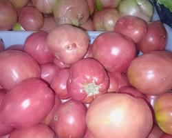 Tomate Coração